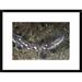 Global Gallery 'Coral Catshark, Lembeh Island, Sulawesi, Indonesia' Framed Photographic Print Paper in Gray | 18 H x 24 W x 1.5 D in | Wayfair