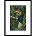 Global Gallery 'Sulawesi Red-Knobbed Hornbill Male' Framed Photographic Print Paper in Green | 24 H x 18 W x 1.5 D in | Wayfair