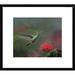 Global Gallery Rufous-Tailed Hummingbird at Fairy Duster Flower, Costa Rica by Tim Fitzharris Framed Photographic Print Paper in Green | Wayfair