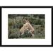 Global Gallery 'Vicuna Young Play-Fighting Like Adult Males, Peruvian Andes, Peru' Framed Photographic Print Paper in Brown/Green | Wayfair