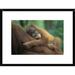 Global Gallery 'Sumatran Orangutan Two & A Half Year Old Baby Sleeping on Mother, North Sumatra | 18 H x 24 W x 1.5 D in | Wayfair