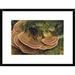 Global Gallery 'Tarantula Large Female Wandering Over Bracket Fungus, North Sulawesi, Indonesia' Framed Photographic Print Paper | Wayfair