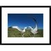 Global Gallery 'Antipodean Albatross Courtship Display, Auckland Islands, New Zealand' Framed Photographic Print Paper in Blue/Green | Wayfair