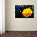 Ebern Designs Yellow Double Headed Tulip by Kurt Shaffer - Wrapped Canvas Photograph Print Canvas | 12 H x 19 W x 2 D in | Wayfair