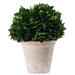 Ophelia & Co. Holly Plant in Pot Preserved/Ceramic | 10.2 H x 7.1 W x 7.1 D in | Wayfair D07DE6BF09AA402D87B088F49176463C