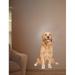 Wallhogs Golden Retriever Wall Decal Canvas/Fabric in Brown | 24 H x 15.5 W in | Wayfair anim36-t24