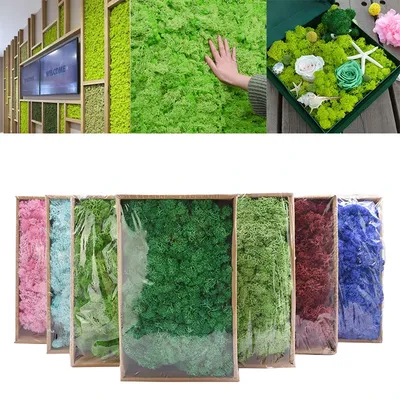 40g Plante Artificielle Éternelle Vie Mousse Mini Jardin Micro Paysage Accessoires Décoration Murale