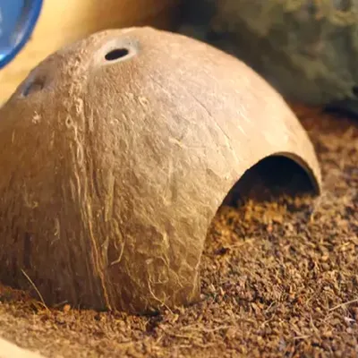 Maison grotte en peau de noix de coco naturelle Reptile lézard araignée petit Animal