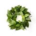 Primrue Artificial Salal Leaf Wreath in Green | 24 H x 24 W x 5 D in | Wayfair 0EA5722A339442E9AE2E7ED3E701F2EE