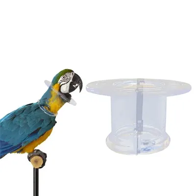 Collier de protection pour les oiseaux perle perroquet Anti-plume anneau de cueillette