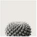 AllModern Haze Cactus Succulent by The Creative Bunch Studio - Picture Frame Photograph Print Paper, in Black/White | 25 H x 25 W x 1 D in | Wayfair