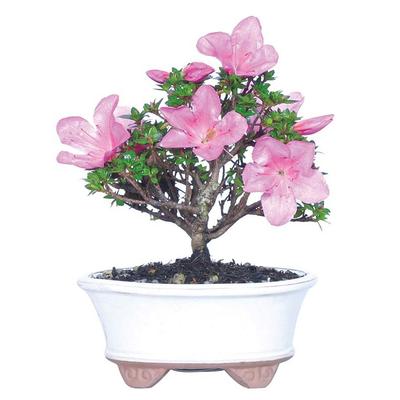 Flowers - Kazan Azalea Bonsai Plant