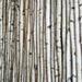 Union Rustic Wilson White Birch Pole Packs | Large | Wayfair UNRS4842 42962888