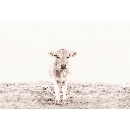 living walls Fototapete ARTist Highland Cattle, Kuh Rind, Vlies, glatt beige Fototapeten Tapeten Bauen Renovieren