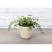 Thorsen's Greenhouse Live Button Fern Plant in Biodegradable Pot in Brown | 8 H x 4.5 D in | Wayfair 4 button fern-thin-natural