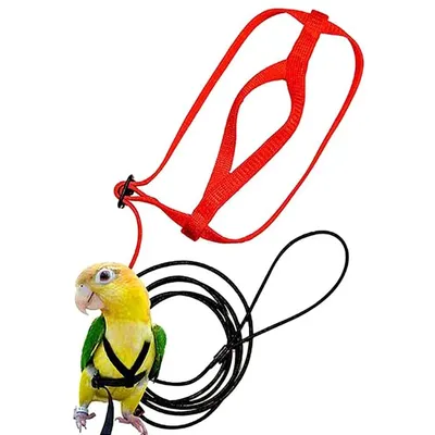 Harnais et laisse pour oiseaux de compagnie réglable pour perroquet Anti-morsure corde