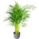 Plante d'intérieur - Palmier areca de 90 cm en pot bleu gris