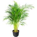 Plante d'intérieur - Palmier areca de 90 cm en pot noir