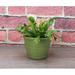 Thorsen's Greenhouse Live Leslie Bird's Nest Fern Plant in Rustic Planter green | 6 H x 6 D in | Wayfair 4 leslie fern-rustic-green