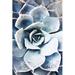 Ebern Designs Pastel Succulent Beauty III by Irena Orlov Photograph Print on Canvas Canvas, Wood in Blue | 13.5 H x 9.5 W x 1.375 D in | Wayfair