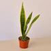 Primrue Snake Plant 'Laurentii' In 4" Pot | Live Indoor Plant | Free Care Guide Plastic | 12 H x 4 W x 4 D in | Wayfair