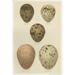 Gracie Oaks Antique Bird Egg Study IV by Henry Seebohm Painting Print on Canvas Canvas, Wood | 31.63 H x 21.63 W x 1 D in | Wayfair