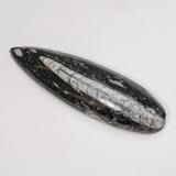 Astro Gallery of Gems Genuine Polished Orthoceras Fossil Stone in Black/Gray | 5.25 H x 1.5 W x 0.5 D in | Wayfair AMP-S