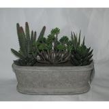 Jeco Polyester and Resin 7.5-inch Artifical Succulent Garden