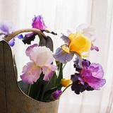 RusticReach Artificial Iris Flower Stem 31.5" Tall