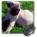 3dRose Chineese Pug Puppy Mouse Pad 8 by 8 inches