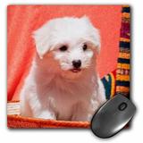 3dRose Coton de Tulear puppy dogs - US03 ZMU0021 - Zandria Muench Beraldo Mouse Pad 8 by 8 inches