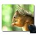 POPCreation The red squirrel sits in the green wood doff Mouse pads Gaming Mouse Pad 9.84x7.87 inches