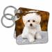 3dRose Maltese. Cute little puppy. - Key Chains, 2.25 by 2.25-inch, set of 2