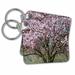 3dRose Cherry Blossom Tree - Key Chains, 2.25 by 2.25-inch, set of 2