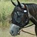 Cashel Quiet Ride Horse Fly Mask Standard No Ears Black (Warmblood)