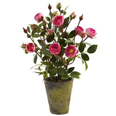 Potted French Roses