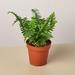 House Plant Shop Jester's Crown Fern - 4" Pot | 10 H x 4 D in | Wayfair 4_FERN_JESTER.CROWN