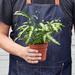 House Plant Shop Pteris Cretica 'Albo Fern' - In 4" Pot | 10 H x 4 D in | Wayfair 4_FERN_ALBO