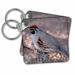 3dRose Gambels quail male perched on cholla branch, Saguaro NP, Arizona, USA - Key Chains, 2.25 by 2.25-inch, set of 2