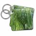 3dRose An amazing weeping willow tree shot up close in green - Key Chains, 2.25 by 2.25-inch, set of 2