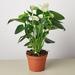 House Plant Shop Anthurium 'White' - 6" Pot | 16 H x 6 D in | Wayfair 6_ANTHURIUM_WHITE