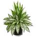 Silver Queen and Grass Artificial Plant in Black Vase