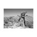 East Urban Home Black California Series - Joshua Trees Desert by Philippe Hugonnard - Wrapped Canvas Photograph Print Canvas in Black/White | Wayfair