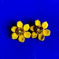 J. Crew Jewelry | Daisy Clip On Earrings | Color: Gold/Yellow | Size: Os