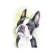 East Urban Home Boston Terrier Puppy by George Dyachenko - Wrapped Canvas Painting Canvas | 12 H x 8 W x 0.75 D in | Wayfair