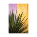 East Urban Home Mexico. Plant Against Colorful Wall. by Jaynes Gallery - Wrapped Canvas Photograph Canvas in Green/Orange/Pink | Wayfair