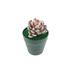 Primrue 3.5 x 3.5 x 5.5" Diameter Black Planter w/ Succulent Purple Gem Last Forever Artificial Green Turf | 5.5 H x 3.5 W x 3.5 D in | Wayfair