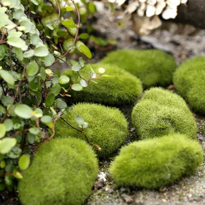 Mini pierres en mousse pour ferme des fourmis 1 pièce accessoire de nid pour l'écologie