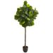 6' Fiddle Leaf Artificial Tree (Real Touch) - 32"D x 32"W x 72"H