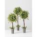 Sullivans Artificial Set of 3 Wisteria Topiary 30"H, 26"H & 24.5"H Green - 30"H x 12"L x 12"W